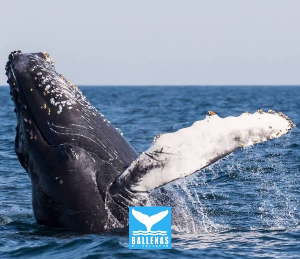Avistamiento de ballenas, un espectáculo en las costas salvadoreñas