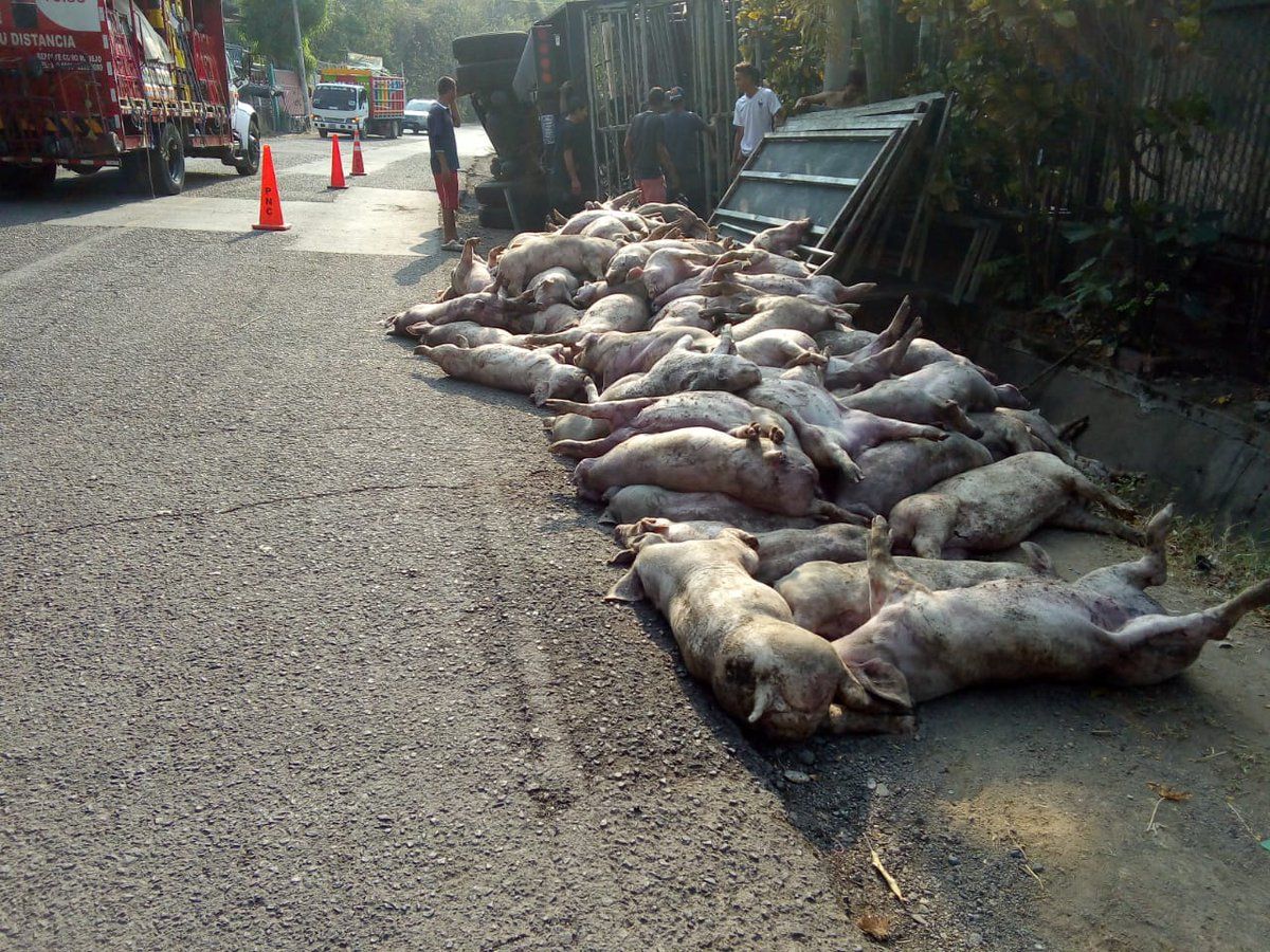 Mueren 175 cerdos en accidente de tránsito