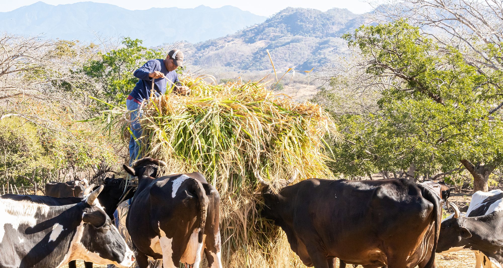 Actividad agrícola, ganadera y pesca cayó aún más en el último trimestre