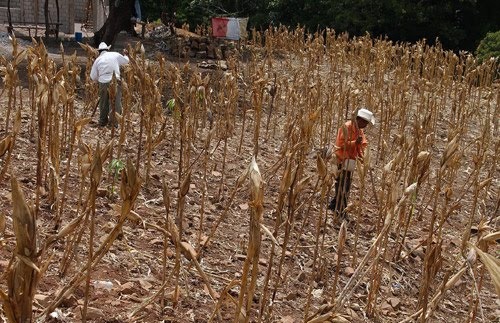La producción de granos básicos cayó un 11.6 % en El Salvador