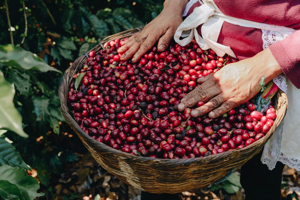Las ventas de café salvadoreño hacia el exterior cayeron 16.8% en 2023