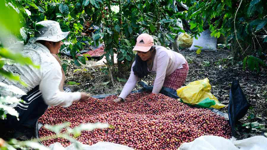 La cosecha de café 2023-2024 de El Salvador cae más de 150,000 quintales
