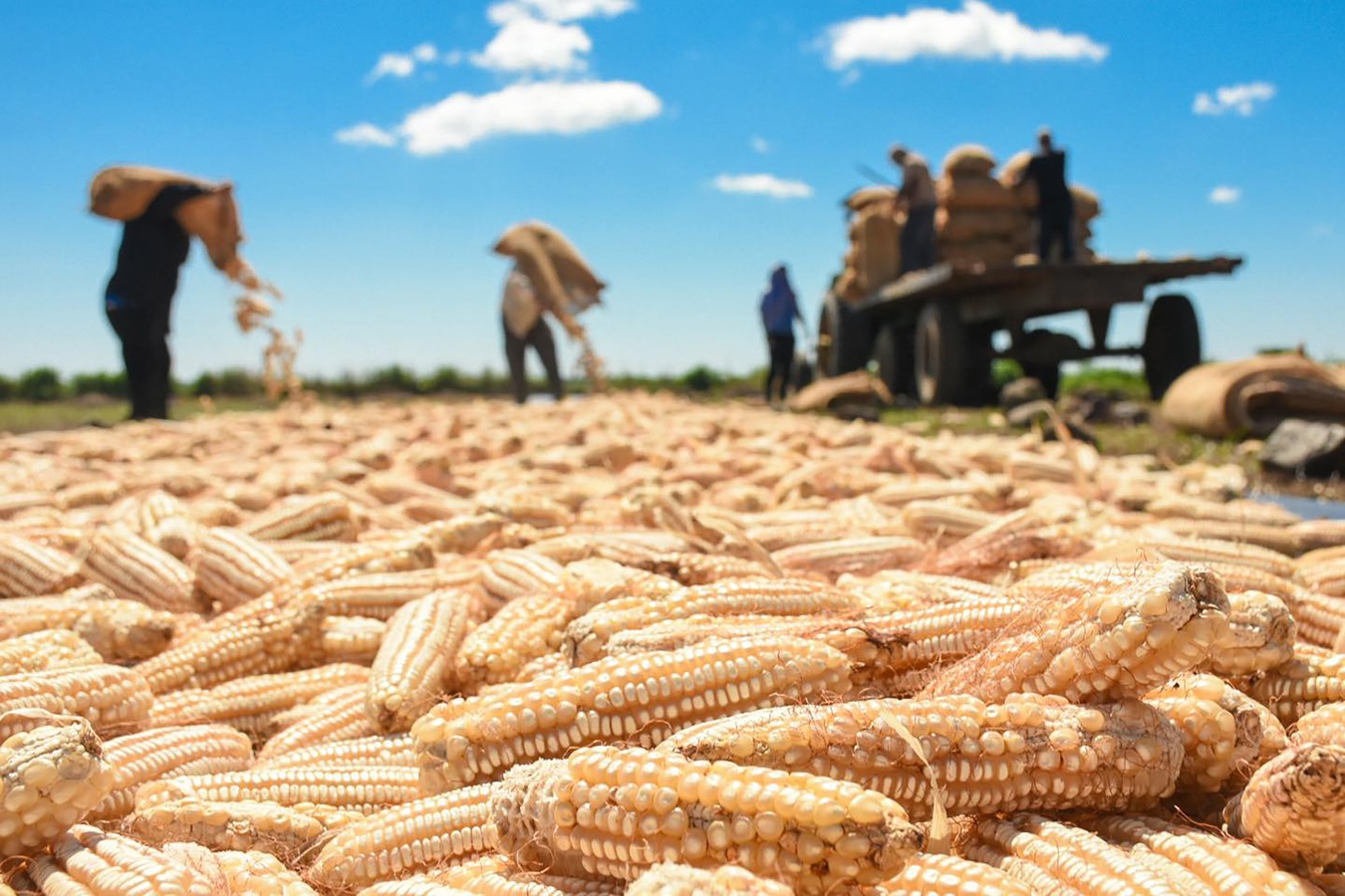 Advierten que la eliminación de la entrega directa de paquete agrícola disminuirá la producción de granos básicos en El Salvador