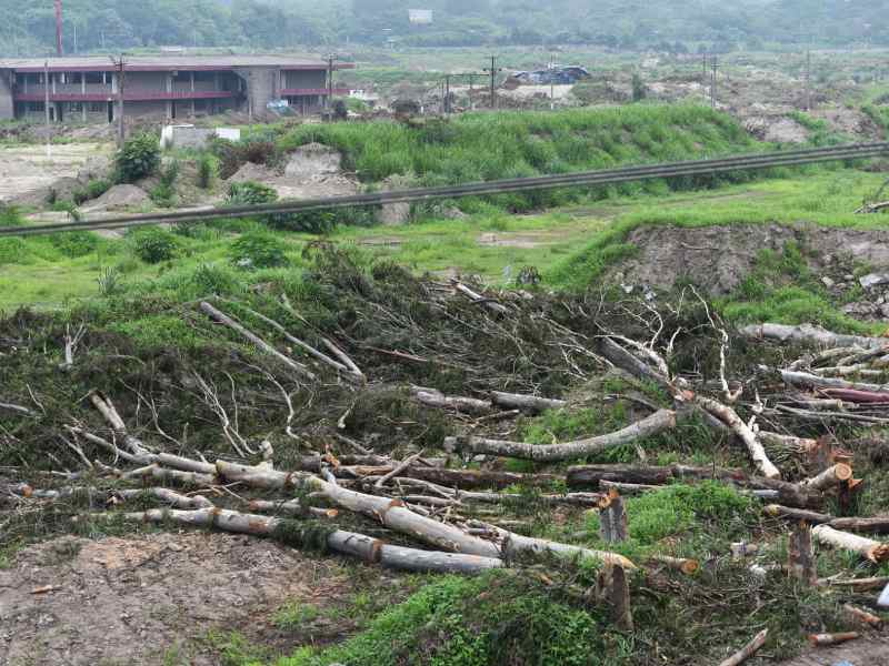 Gobierno tala decenas de árboles para construir estadio donado por los chinos