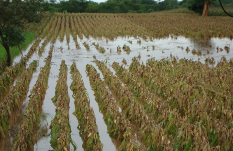 Intensas lluvias causan estragos en el sector agrícola y ganadero en El Salvador