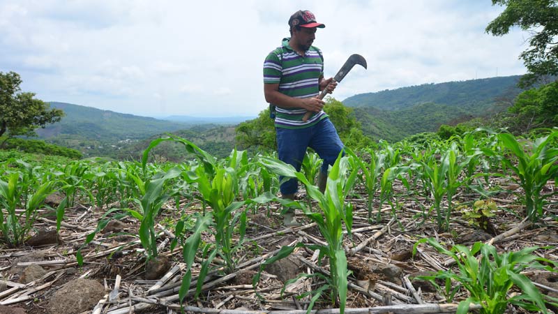 Proyecciones de producción de granos básicos caen en El Salvador para el Ciclo Agrícola 2024-2025