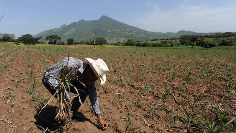 Alarmante reducción en producción de frijoles y maíz pone en riesgo la seguridad alimentaria de los salvadoreños