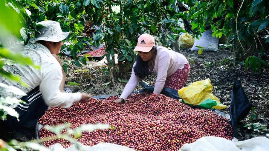 Tormenta Sara dejó pérdidas de 45,000 quintales de café en El Salvador