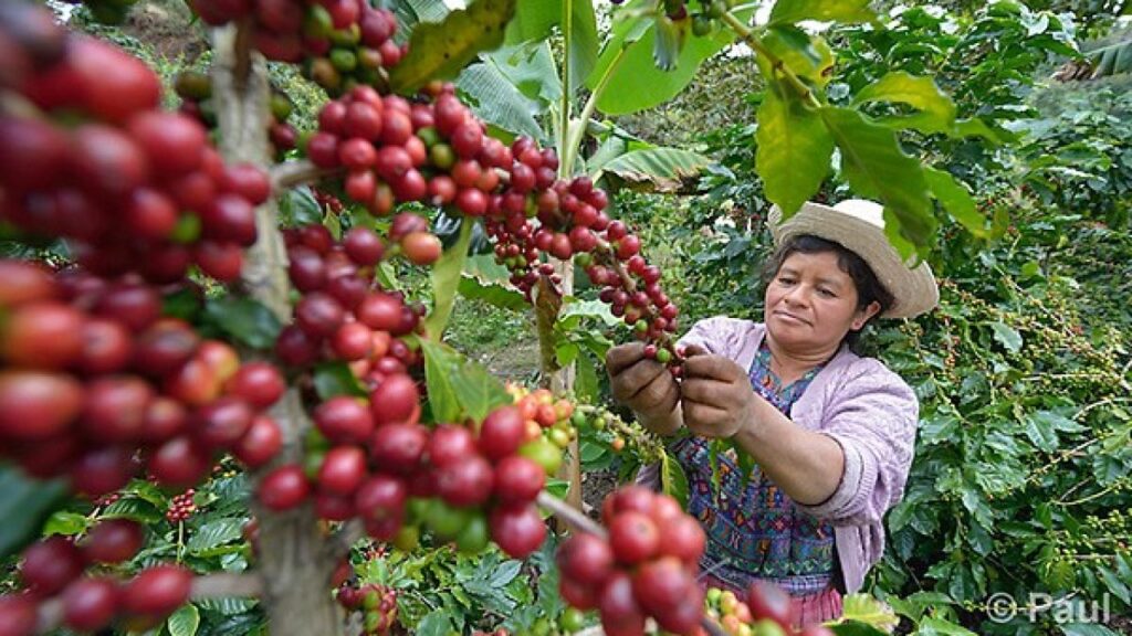 El Salvador experimentó la mayor reducción en exportaciones de café entre los principales productores de Latinoamérica