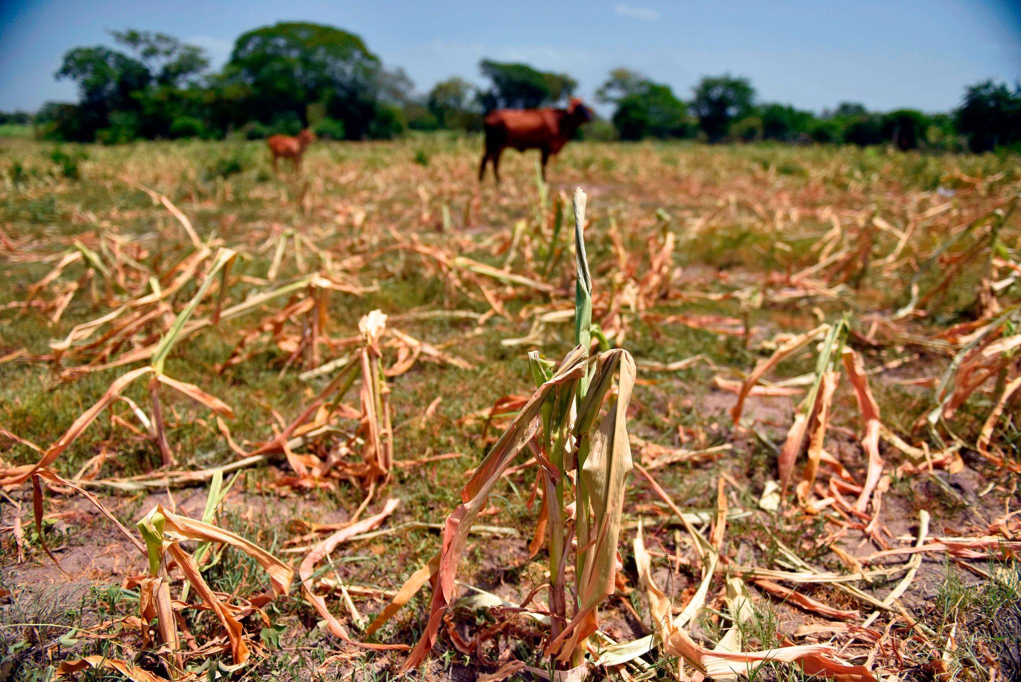 Cambios climáticos ponen en riesgo producción agrícola y seguridad alimentaria en El Salvador