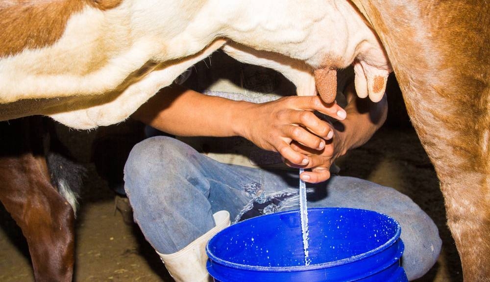 Productores de leche piden garantías tras reforma que autoriza lácteos elaborados con leche en polvo