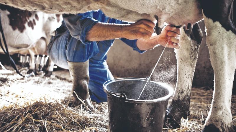 Sector lechero enfrenta menor demanda, altos costos y escasez de mano de obra