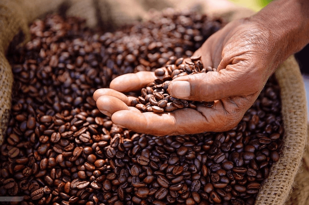 Honduras proyecta cifras récord en ventas de café al exterior