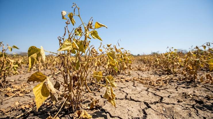 El Niño podría alcanzar intensidad “superfuerte” y amenaza alimentos y energía en El Salvador