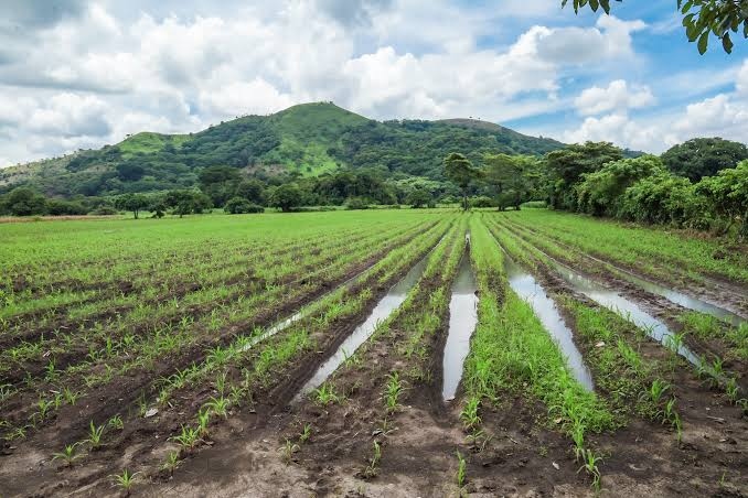 Agricultores reportan recuperación de cultivos tras sequía en el oriente de El Salvador